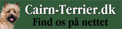 cairn terrier