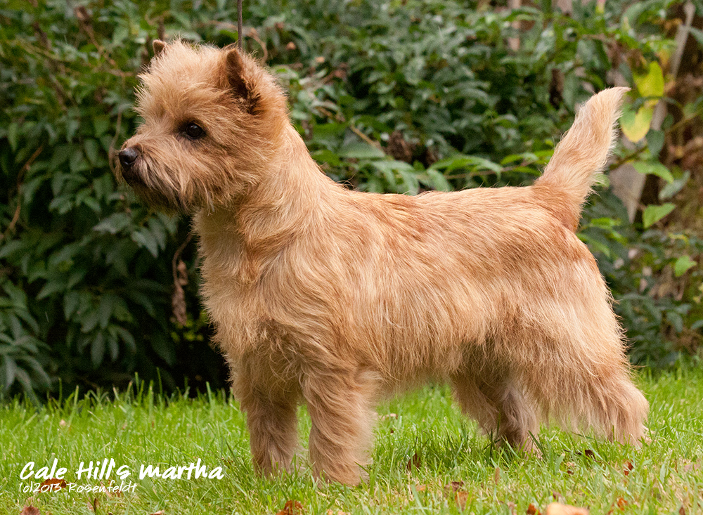 Martha - oktober 2013-4