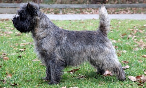 Se mine hunde